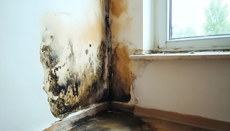 Basement Mold Remediation in Frisco, TX