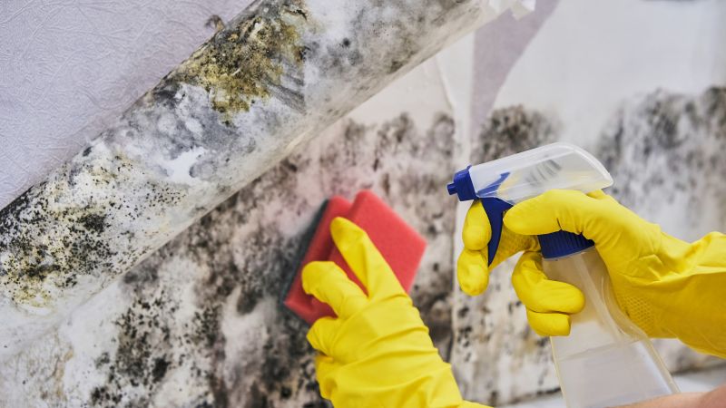 Mold Control in Weatherford, TX