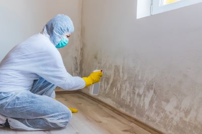 Basement Mold Removal in Jupiter, FL