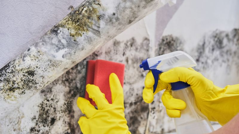 Mold Cleanup Service in Bergen County, NJ