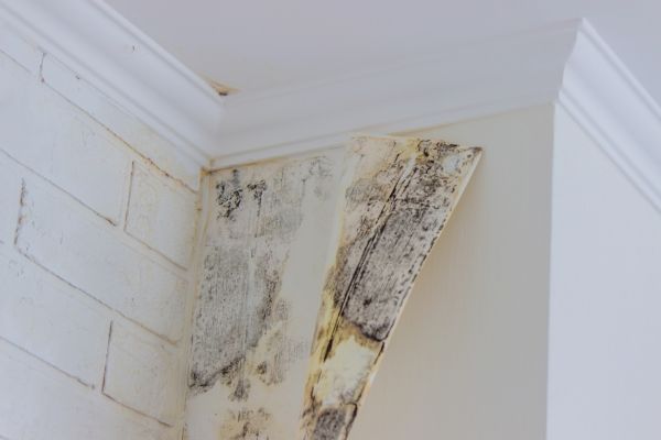 Mold And Mildew Removal