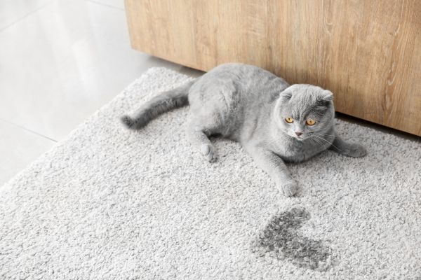 Carpet Pet Stain Cleaning